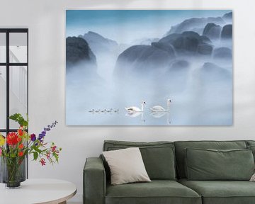 Witte zwanen in feeëriek landschap van Marcel van Balken