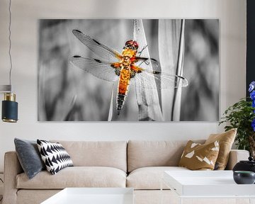 Dragonfly by Mart Houtman