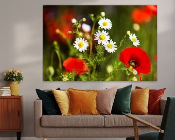 Poppy and daisies