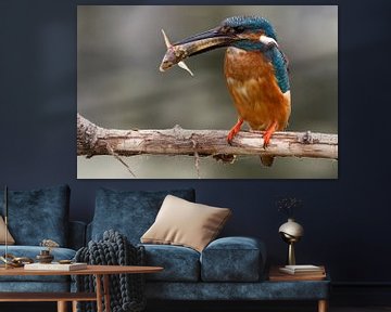 Ijsvogel met steur Kingfisher van Wim Wilmers