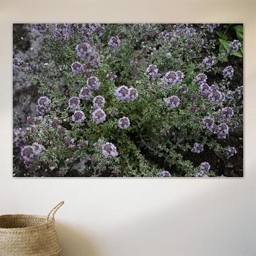 Tijm in bloei uit de tuin