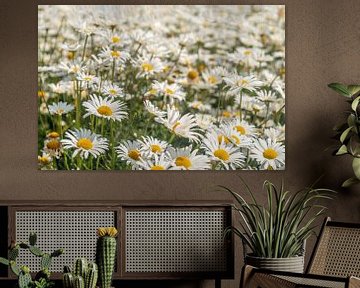 Close-up of ox-eye daisies by Ruud Morijn