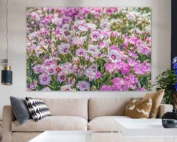 Flowering grass carnations in mixed colours up close by Ruud Morijn