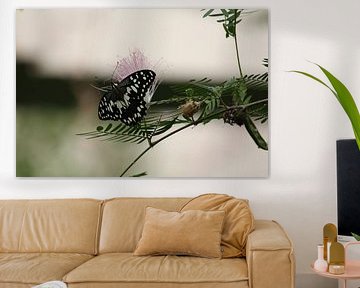 Butterfly on flower