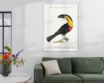 Mangiapepe Toucan, Saverio Manetti