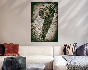 Corona escargot sur Jan van der Knaap
