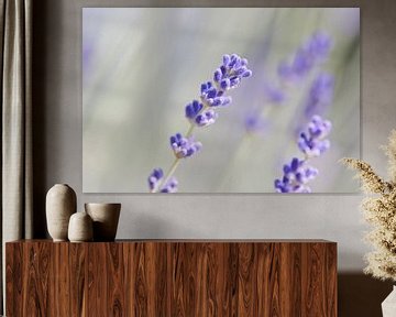 Lavendel bloem met wazige achtergrond van Kirtah Designs