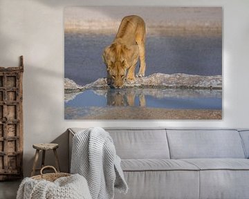 Trinkender Löwe an einer Wasserstelle von Peter Moerman