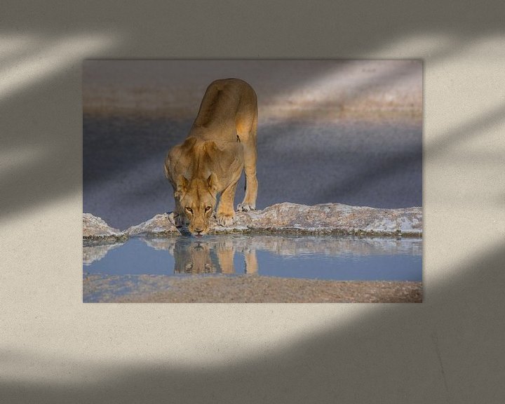 Sfeerimpressie: Drinkende leeuw bij een waterpoel van Peter Moerman