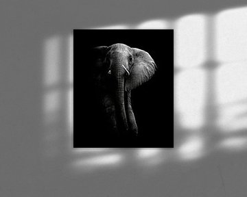 Elefant!, WildPhotoArt  von 1x