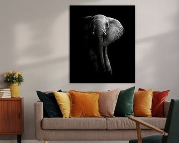 L'éléphant!, WildPhotoArt  sur 1x