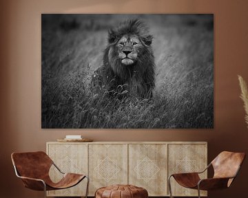 Lion King, Mohammed Alnaser by 1x