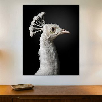 M A J E S T I C van fegari