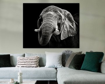 Afrikanischer Elefant, Christian Meermann von 1x