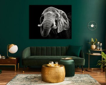 éléphant d'Afrique, Christian Meermann sur 1x
