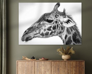 Maasai Giraffe, Jeffrey C. Sink von 1x