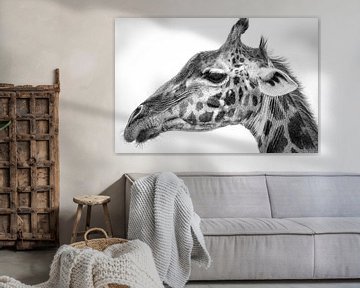 Maasai Giraffe, Jeffrey C. Sink von 1x