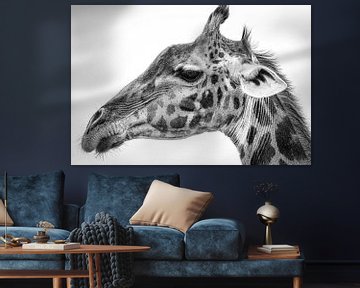 Maasai giraffe, Jeffrey C. Sink van 1x