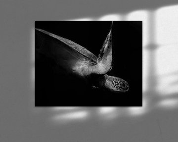 Portrait einer Meeresschildkröte in Schwarzweiss (II), Robin Wechsler von 1x