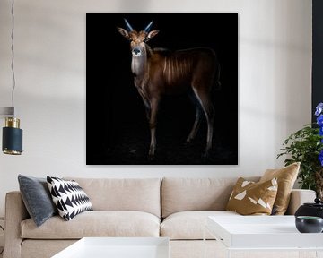 Young common eland portrait, Santiago Pascual Buye by 1x