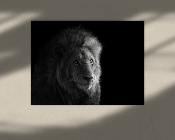Portrait von Simba, James Cai von 1x