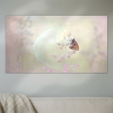 Butterfly during sunrise with beautiful light