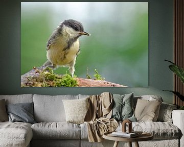 great tit on branch by Petra Vastenburg