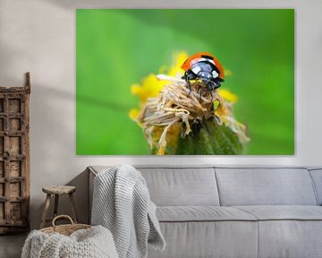Lieveheersbeestje op uitgebloeide bloem van Petra Vastenburg