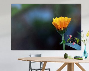 The orange flower