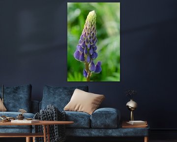 Lupine in bloei van Petra Vastenburg