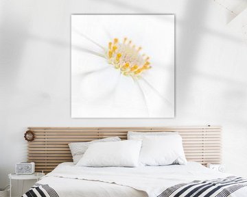 The yellow heart of a white daisy