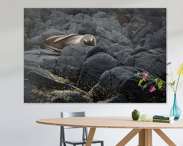 Pelsrob die een dutje doet op de rotsen in Dunedin, Nieuw Zeeland van Anges van der Logt