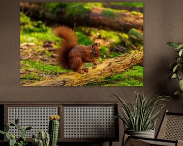 Squirrel by Merijn Loch