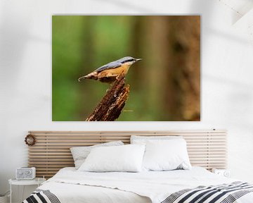 Nuthatch sur Merijn Loch