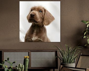Puppy Look von Mogi Hondenfotografie