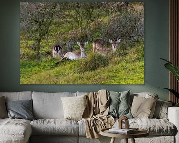 fallow deer by Merijn Loch