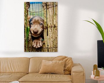 De leukste pup