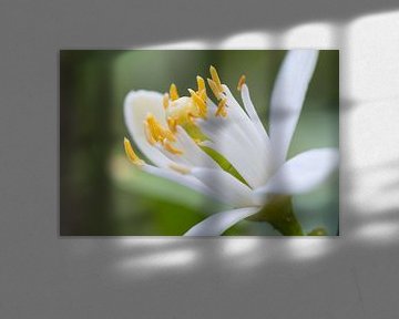 Macrofoto van bloem  van citrusplant