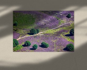 Luftaufnahme einer Schafherde auf dem blühenden Heidekraut