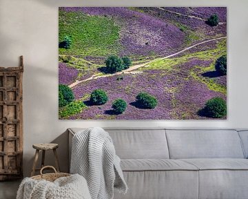 Aerial view of flock of sheep on the flowering heather