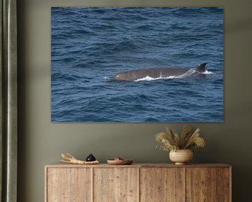 Butskop walvis van Merijn Loch