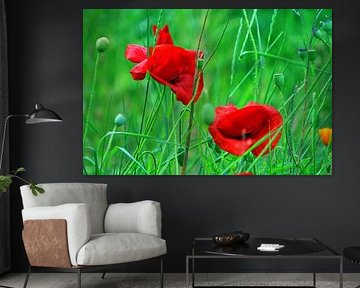2 times corn poppy