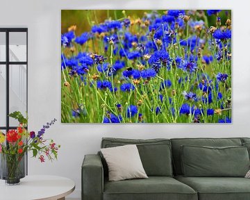 Cornflowers 4