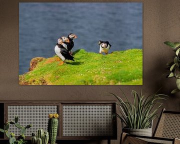 Puffin by Merijn Loch