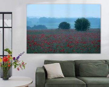 A beautiful field full of poppies on a cool summer morning.