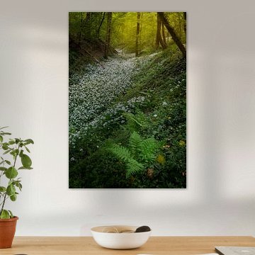 Fields full of wild Garlic in the beautiful forests of South Limburg by Jos Pannekoek