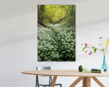 Fields full of wild Garlic in the beautiful forests of South Limburg by Jos Pannekoek