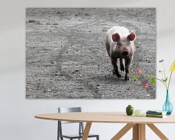 Pig on the run von lieve velle