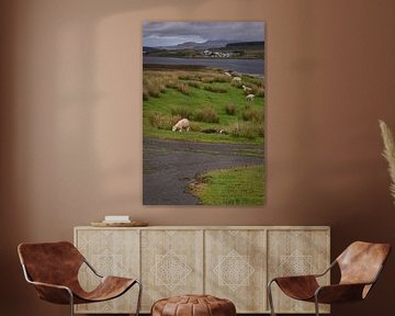 Schapen grazend op een grasvlakte op Skye eiland in Schotland van Anges van der Logt