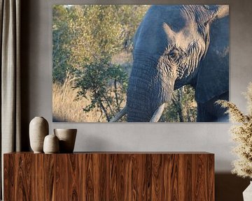 African Elephant van Stephanie Visser